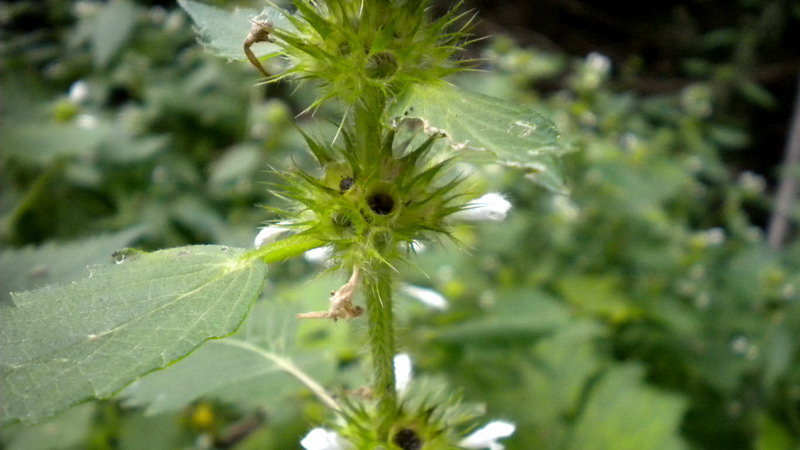 Labiata - Galeopsis cfr.speciosa